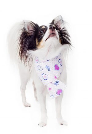 Love Kajamaz: Matching Flannel Dog Scarfz