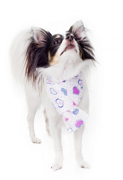 Love Kajamaz: Matching Flannel Dog Scarfz